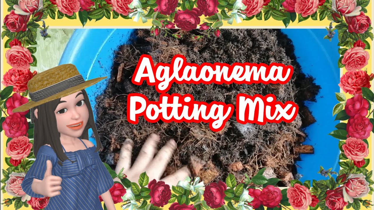 AGLAONEMA POTTING MIX