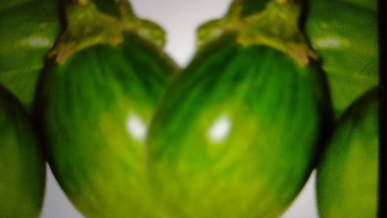 Lavoura de jiló como ter frutos graúdo quais os adubos 