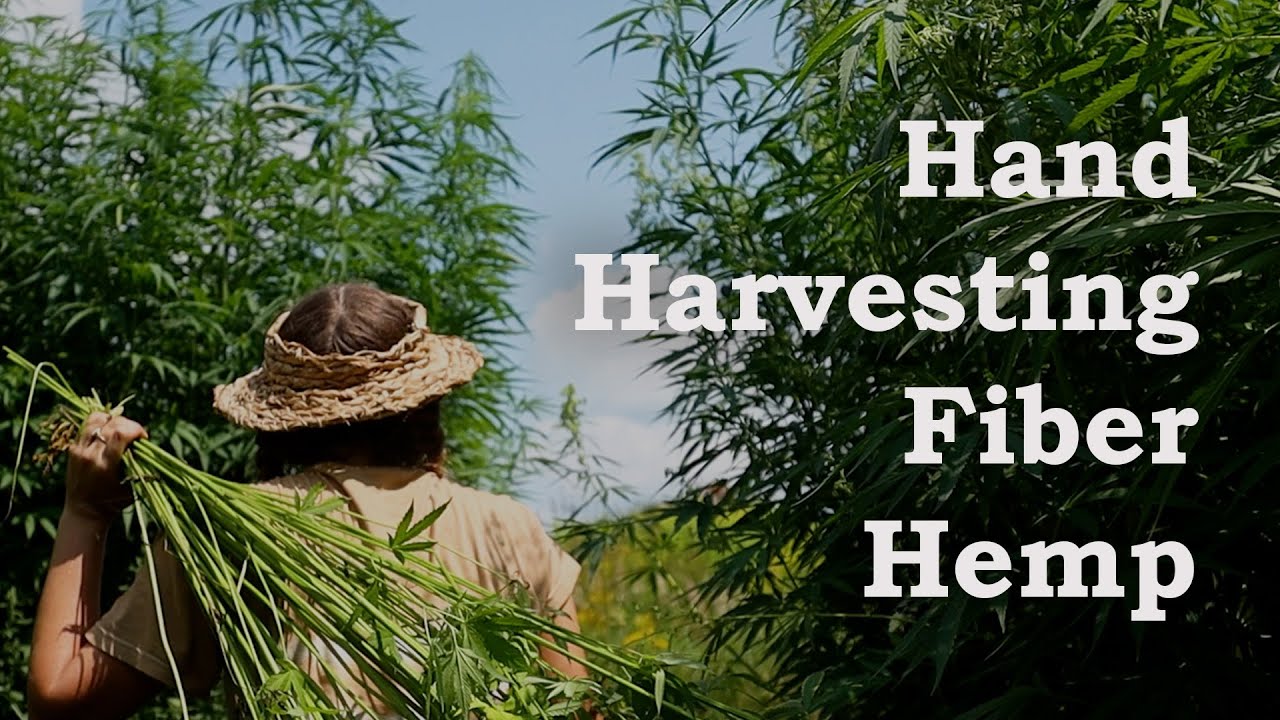 Hand Harvesting Fiber Hemp Samples for Testing