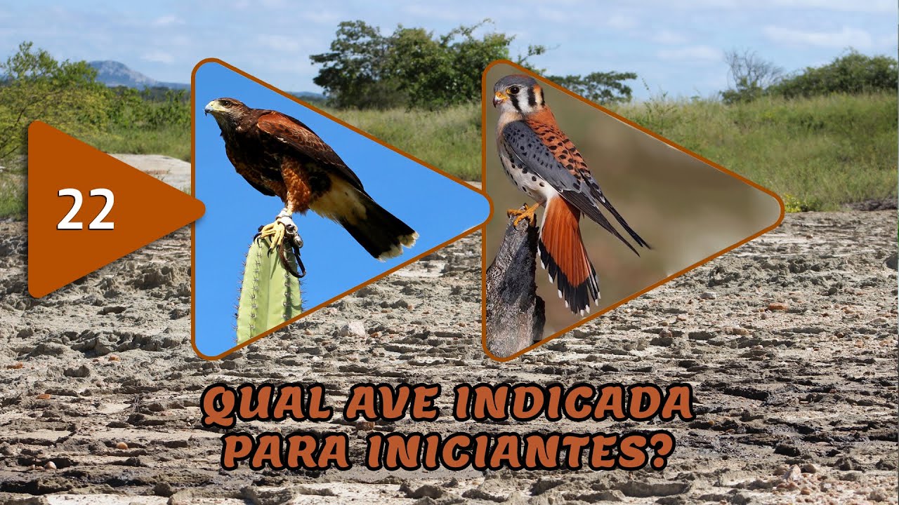 #022 - Qual a Ave Indicada Para Iniciantes?