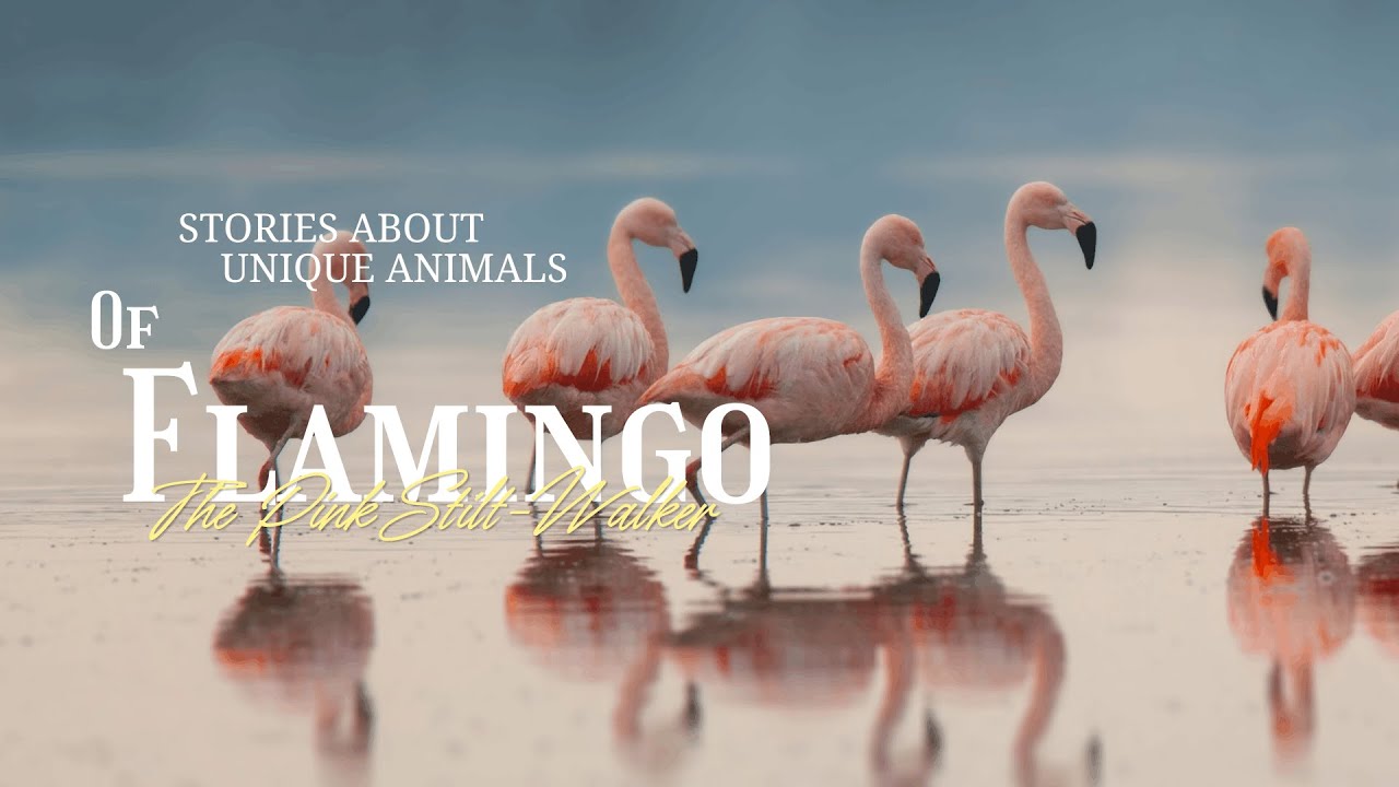 Why Flamingos Are Born Grey (And Why They Turn Pink)