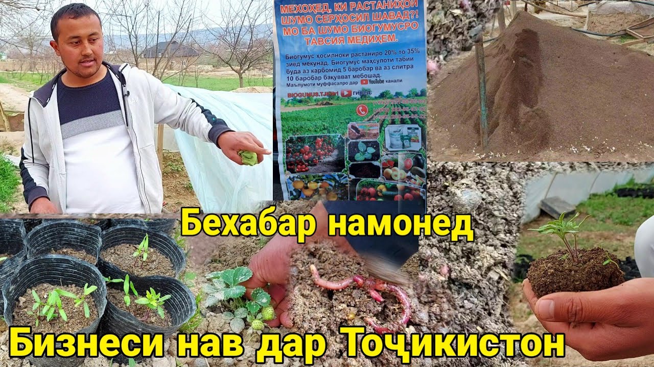 БИЗНЕС ДАР ШАРОИТИ ХОНА БО ПУЛИ КАМ БИОГУМУС КИРМАКИ КАЛИФОРНИЯ ДАР ТОҶИКИСТОН март 2022