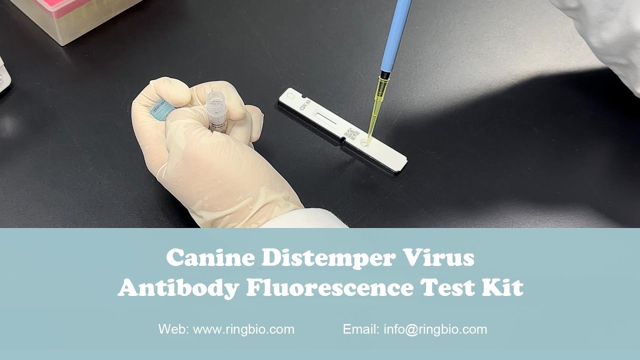 Ringbio Flexy Canine Distemper Virus CDV Antibody Fluorescent Immunoassay Rapid Test Kit Demo