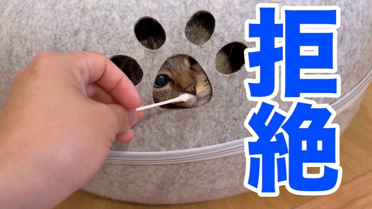 猫は歯ブラシNGでも綿棒ならいける？本気で試してみた