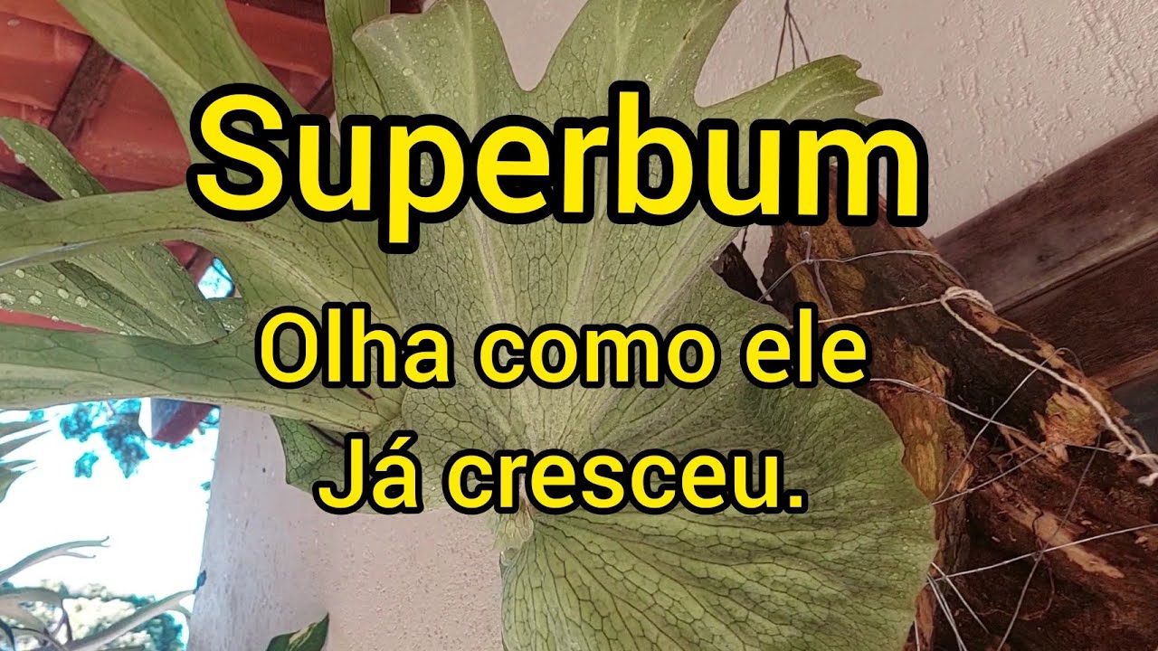 Chifre de veado superbum/ desenvolvimento e adubação.