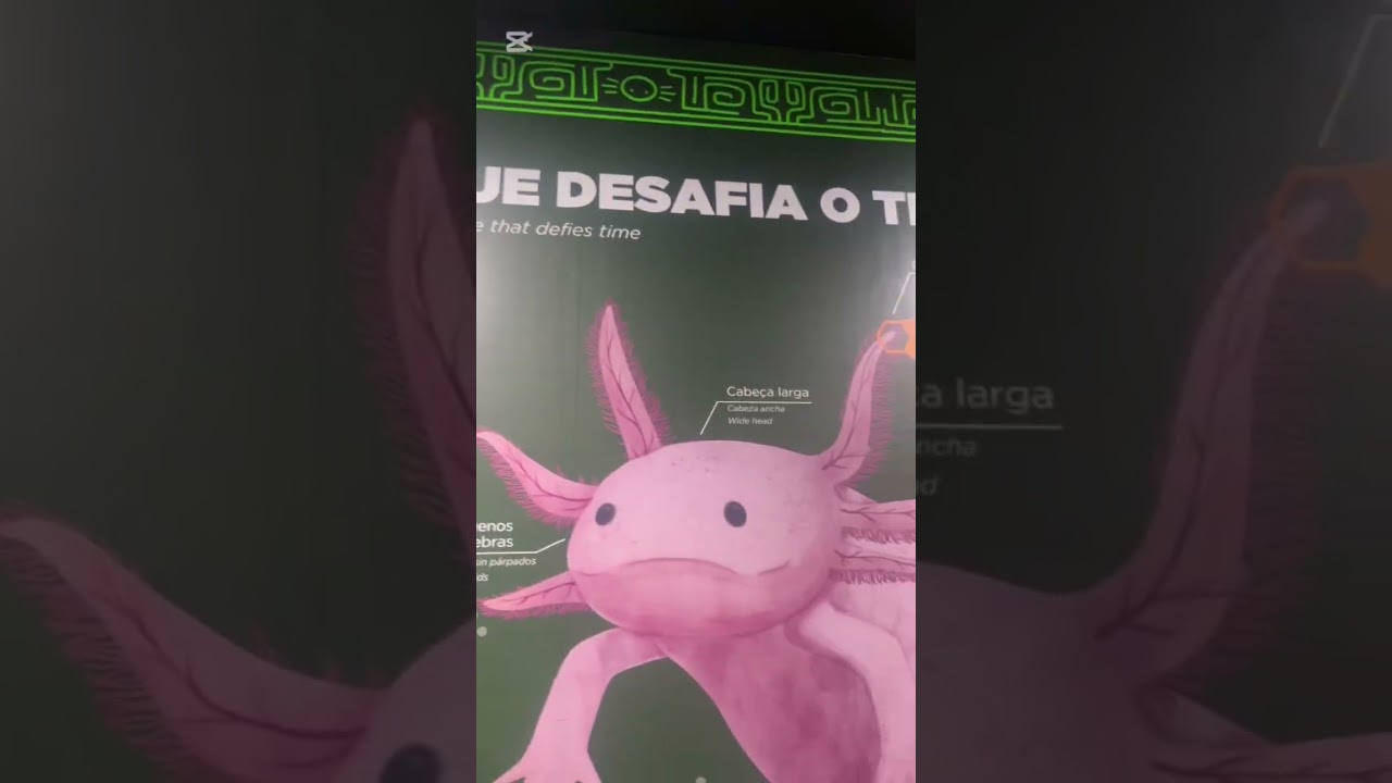Benjamín está en el zoológico de Río de Janeiro 🇧🇷