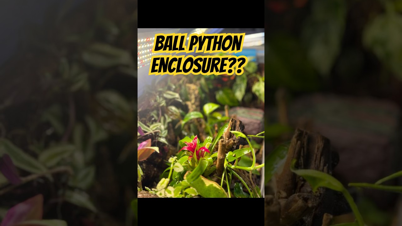 Is This a Zoo Exhibit or a Ball Python’s Home?! 🐍