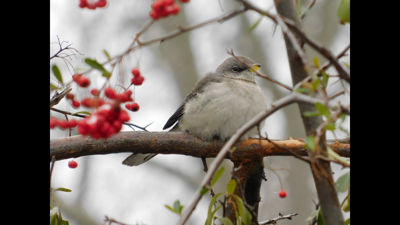 Northern Mockingbird defending bird feeder