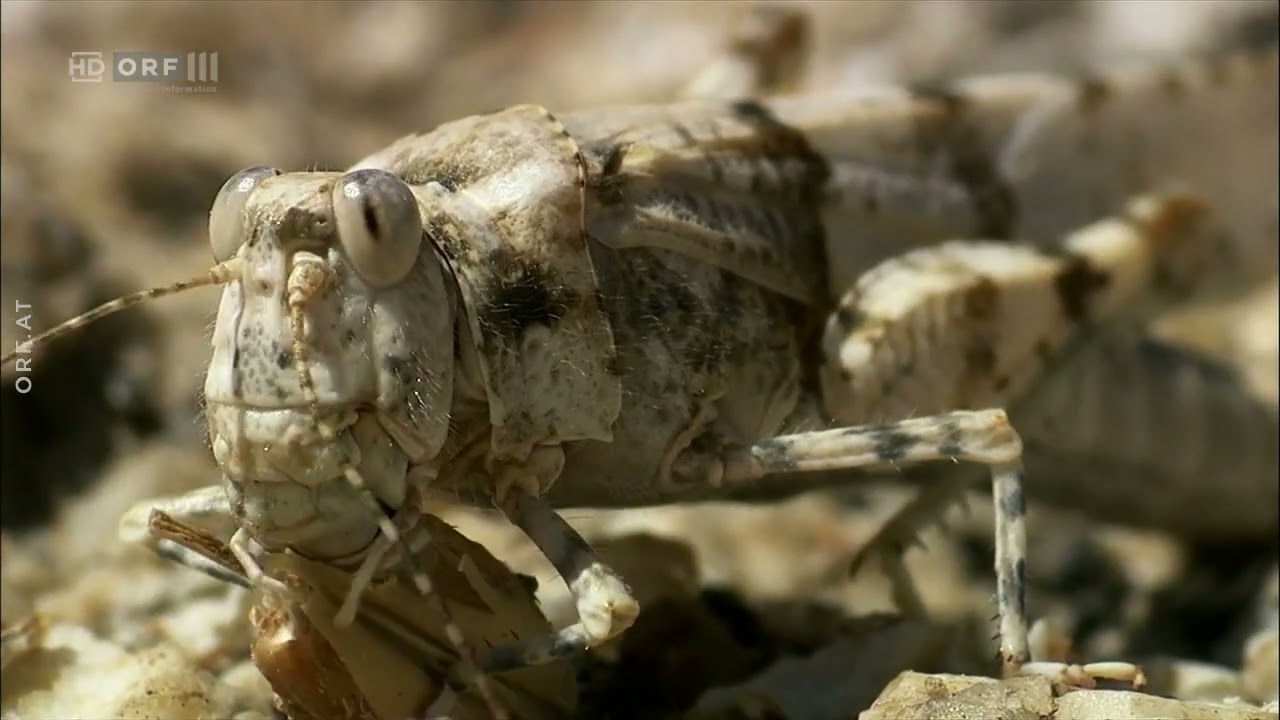 Insekten - Das gro&szlig;e Krabbeln - Doku - Deutsch