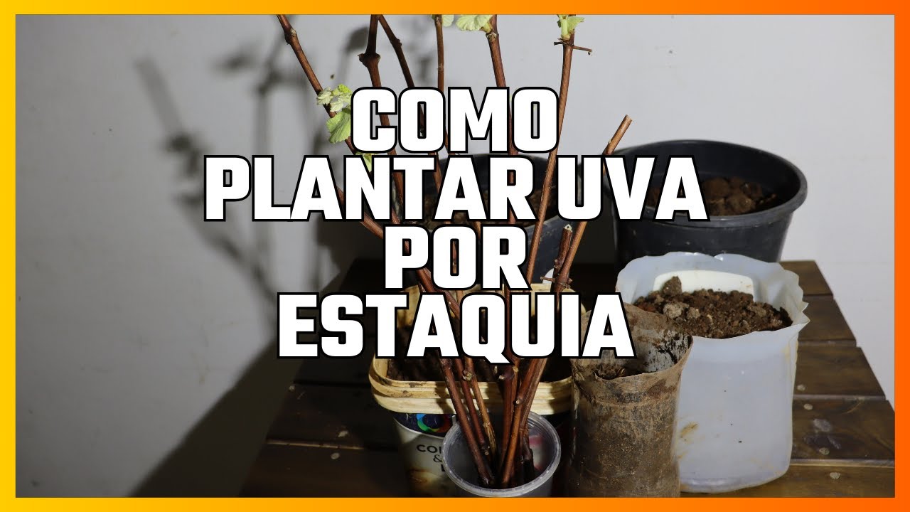 COMO PLANTAR UVA POR ESTACAS
