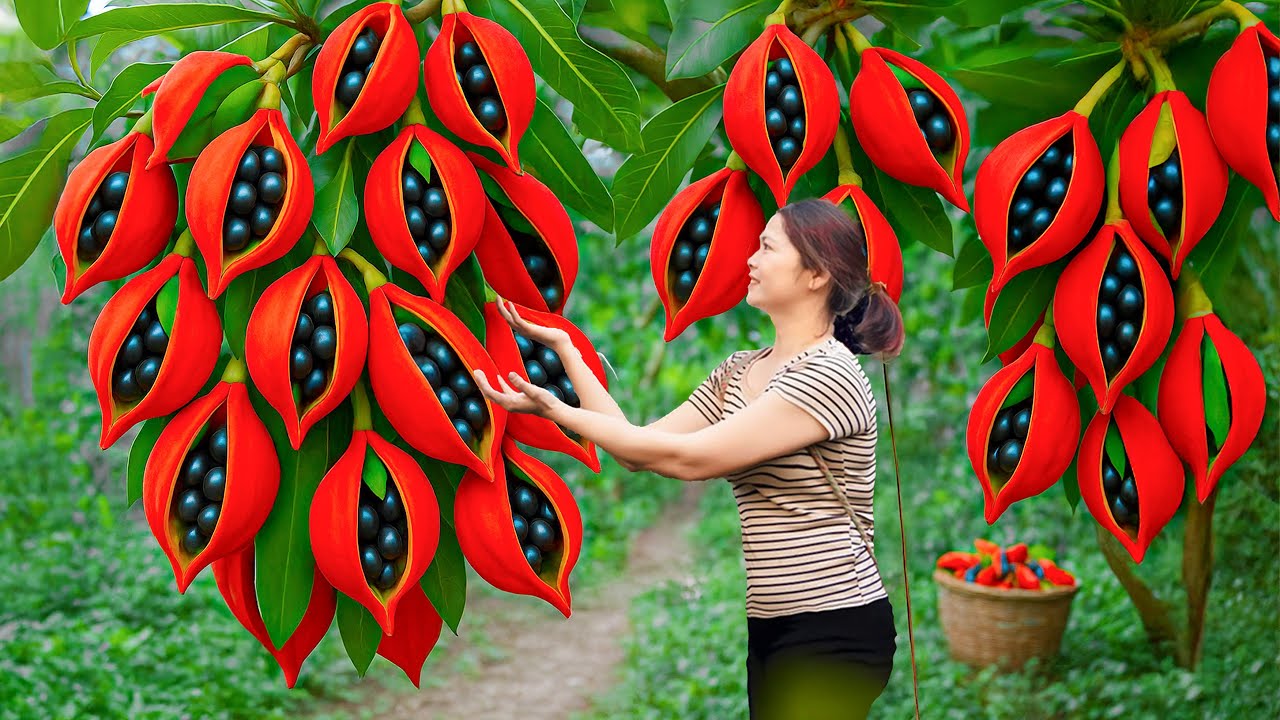 Harvesting Red Berries in Forest, Discovering Ancient Seed Stew Recipe | Natural Food Secret