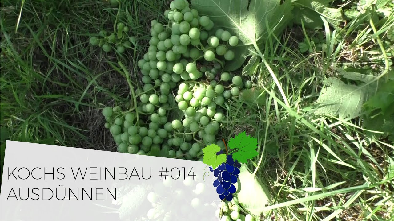 Ausdünnen | Oidium | #014