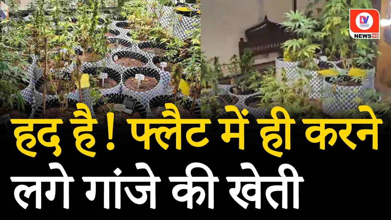 VIRAL NEWS: फ्लैट में हाई-टेक तरीके से गांजे की खेती, पुलिस की छापेमारी में बड़ा खुलासा | Noida