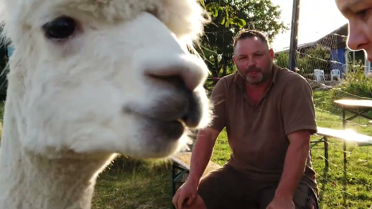 Wohnmobil-Camping auf dem Weingut Schowalter (Alpakas und herrliche Natur)
