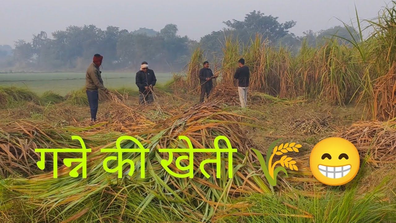 गन्ने की खेती 🌾 और ब्लॉग👀Ganne Ki Kheti Aur Vlog #minivlog #villagelife #masti #villagelifeinindia 