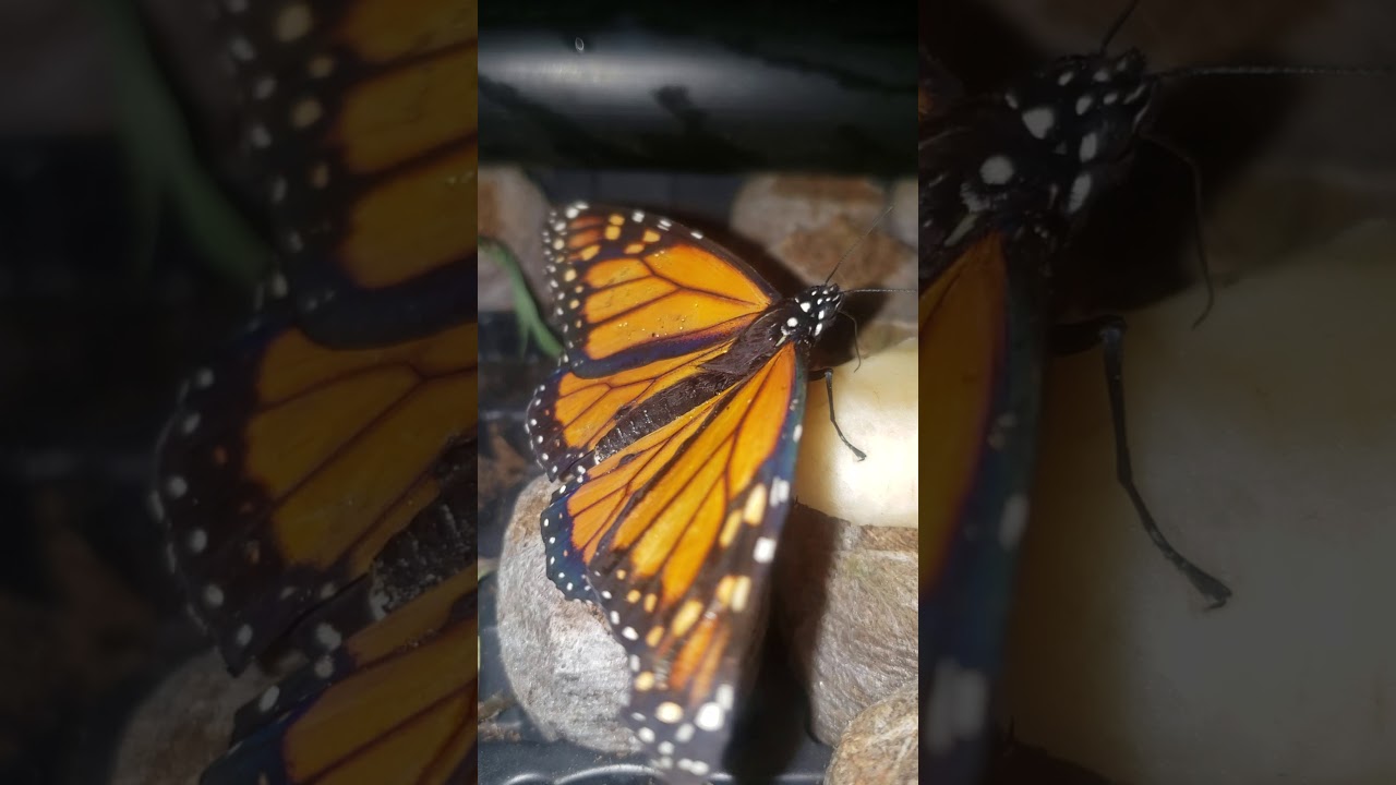 Butterfly eating a banana