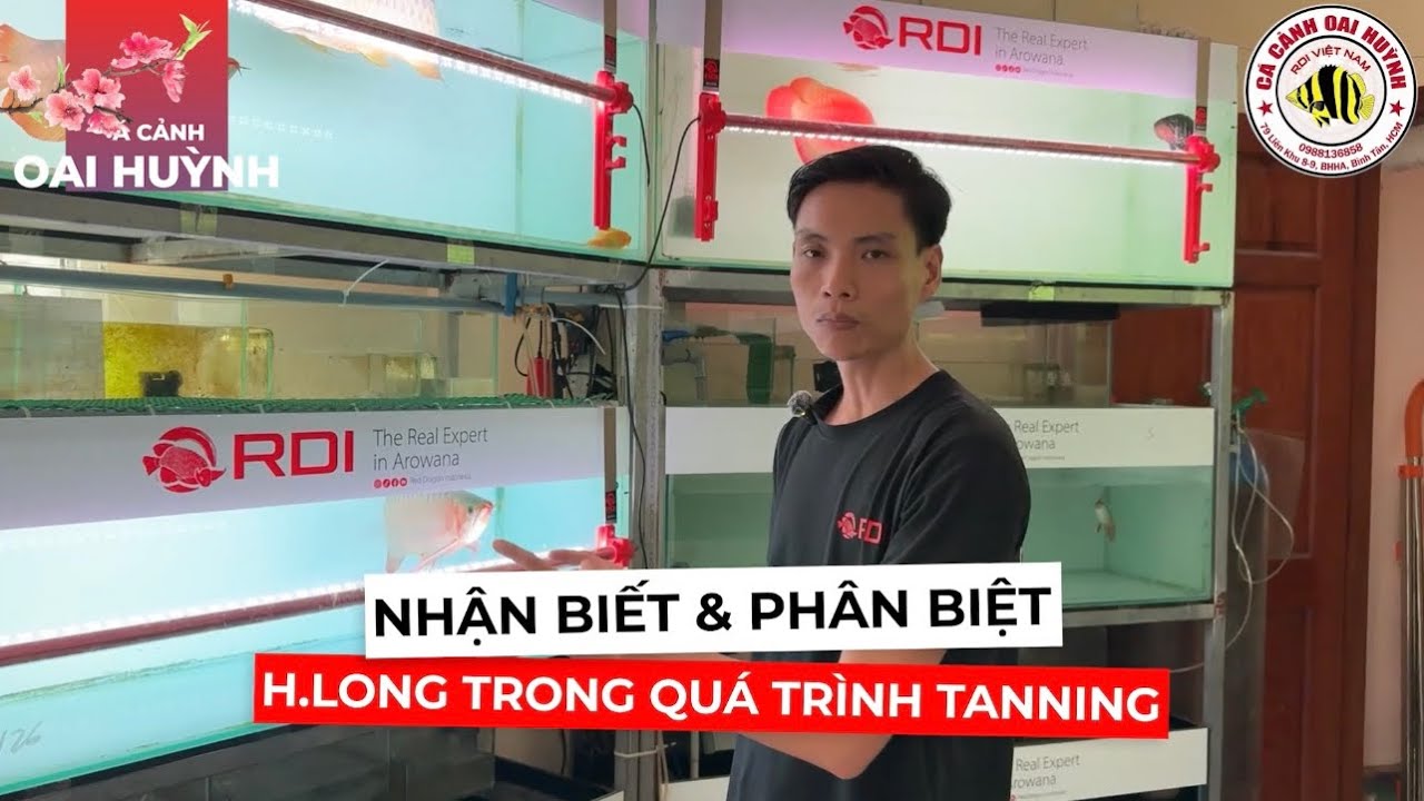 Cách nhận biết, phát hiện QUYẾT LONG bị khô vảy, cháy vảy, xoăn mang trong quá trình TANNING 