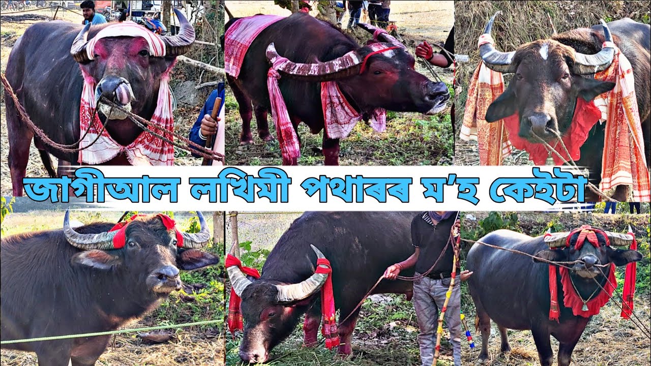 জাগীআল লখিমী পথাৰ মʼহ কেইটা Aji mohjuj #mrblack #mohjuj #mohorjuj 