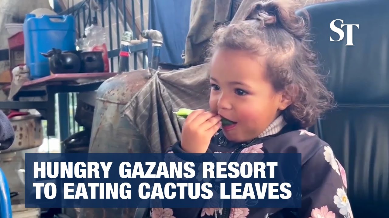 Hungry Gazans resort to eating cactus leaves