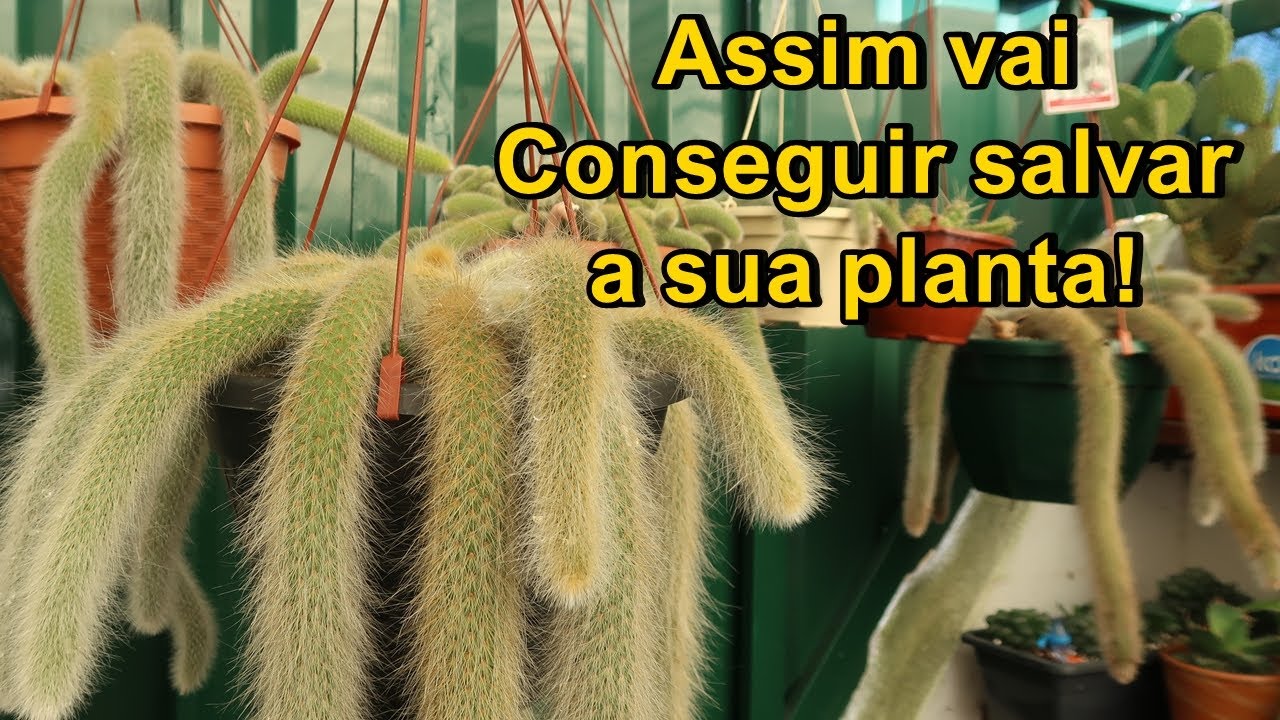 Apodrecimento do Rabo de Macaco, O que Fazer? | Arte & Suculentas