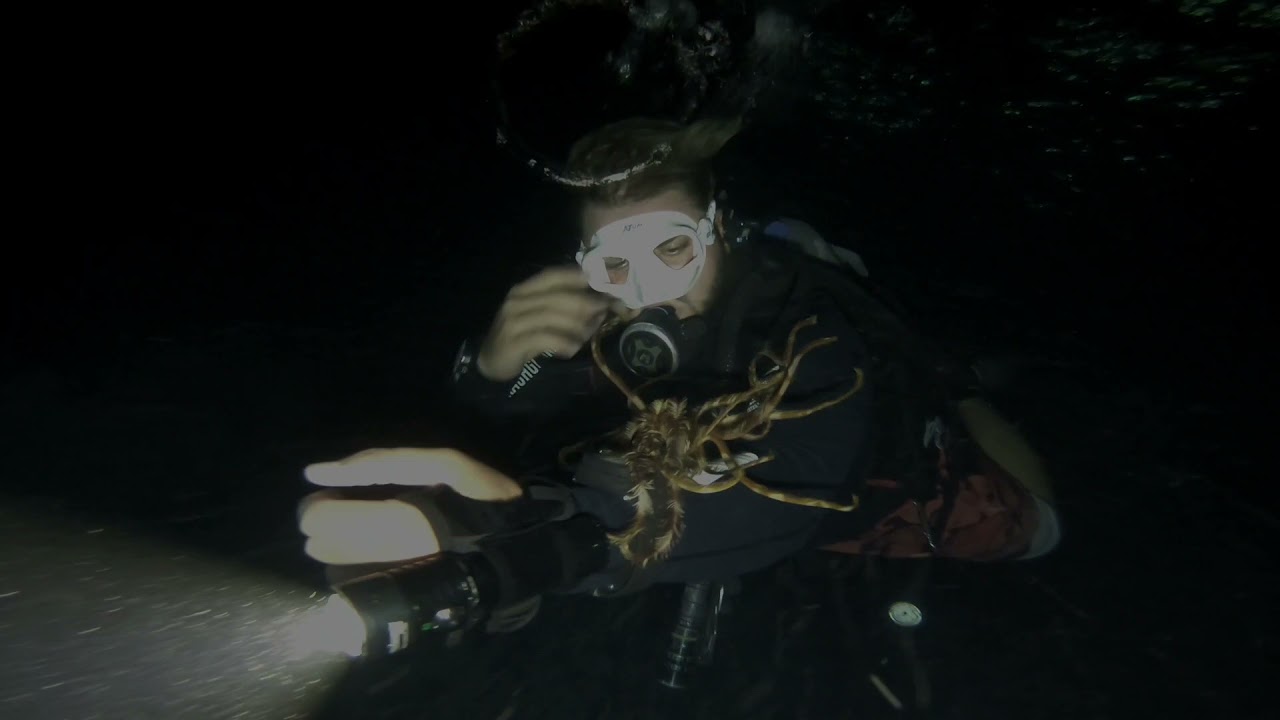 Awesome night dive at seven sisters in Aqaba red sea اروع غطسة ليلية مع الحيوانات البحرية في العقبة
