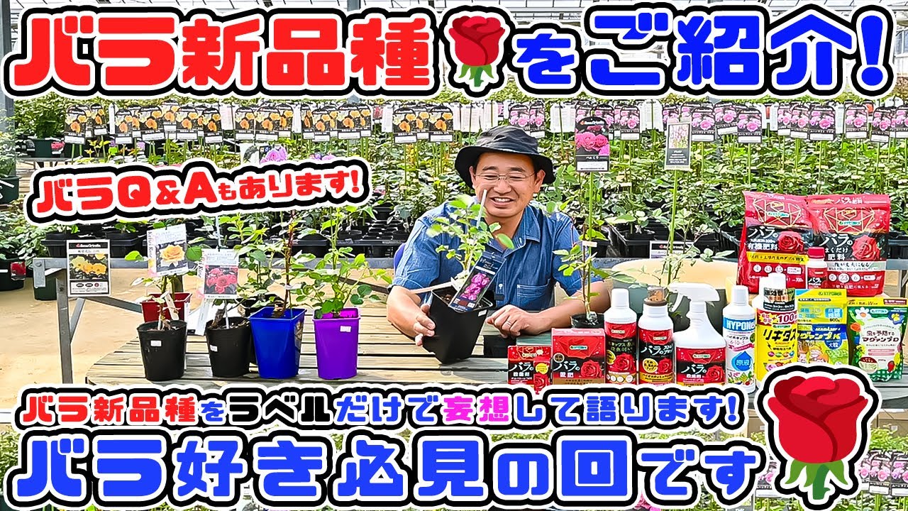 【バラ新品種について語ります🌹】『バラ新品種』を