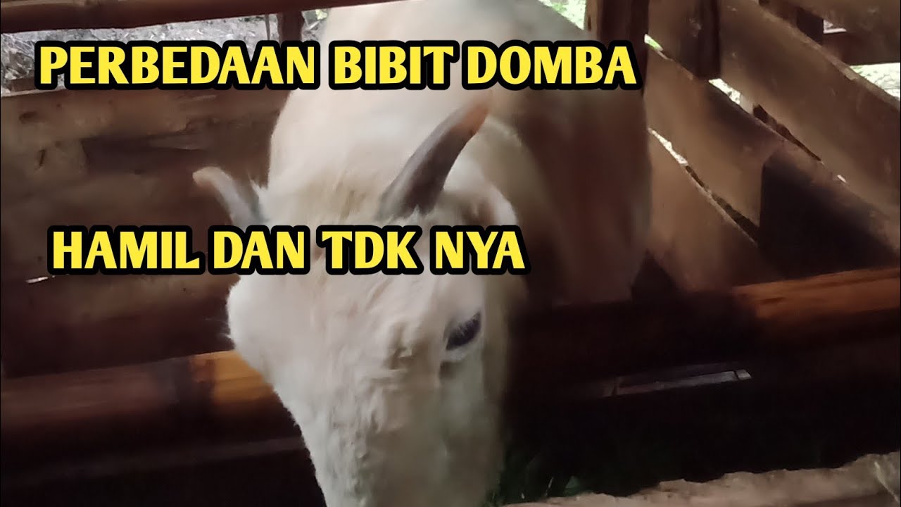 Ciri ciri domba hamil dan TDK nya #dombahamil #hpdkijawabarat #dombahamil