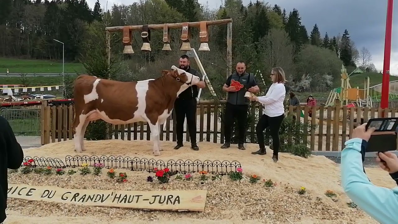 Papillotte, championne espoir au comice du Grandv'Haut-Jura (1er mai 2023 à La Chaumusse)