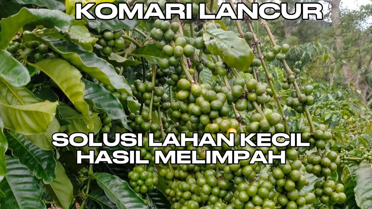 Okulasi kebunmu dengan komari agar hasil panen naik drastis