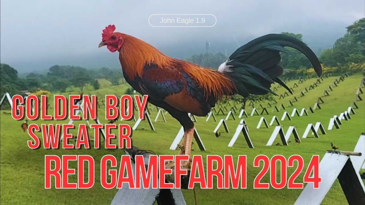 GOLDEN BOY SWEATER RED GAMEFARM 2024