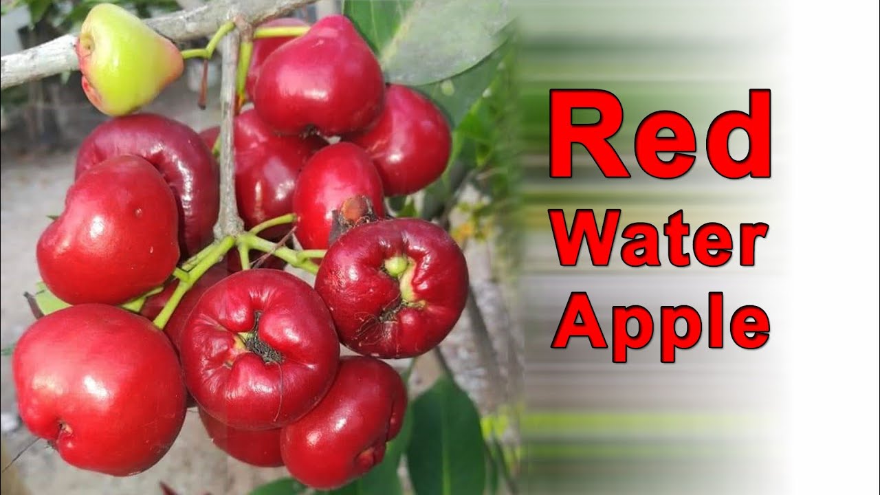 Red Water Apple (Jamrul) Plant || Contact : 9333227579