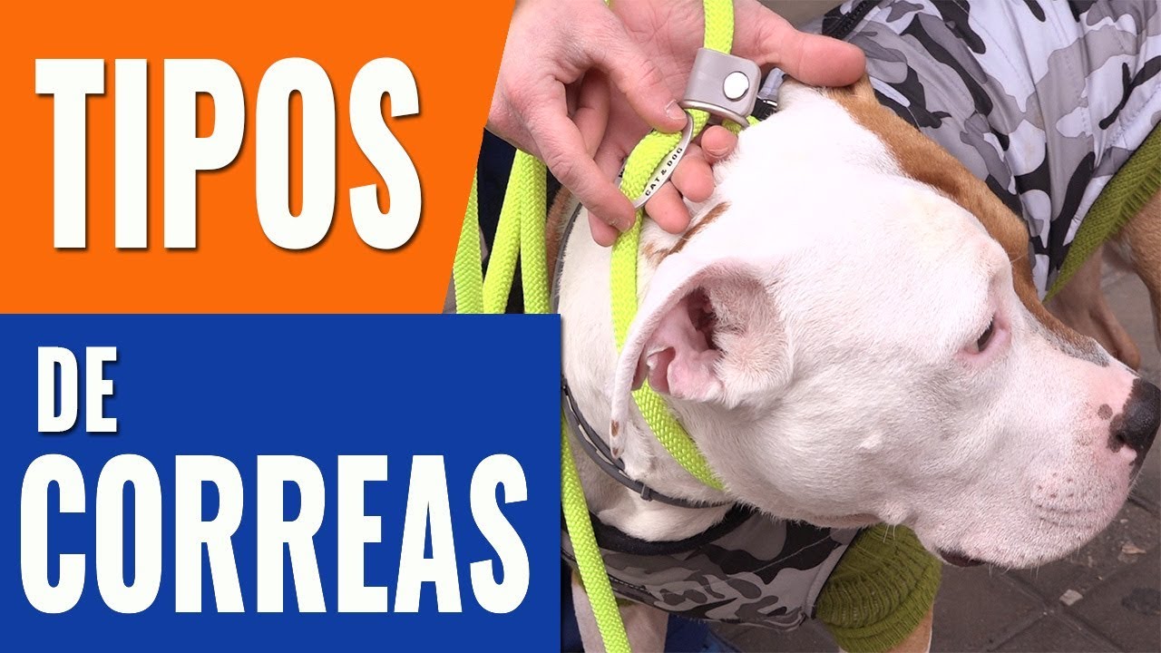 C&Oacute;MO ELEGIR CORREA PARA TU PERRO/TIPOS DE CORREAS PARA PERROS