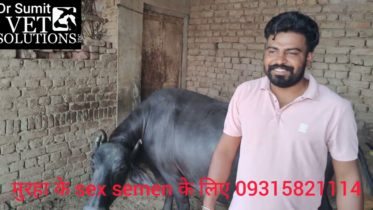Hldb or redu ke semen se ek Buffalo seki breeding Real Hero नस्ल  बचाने बढ़ाने वाले पशुपालक गुरप्रीत