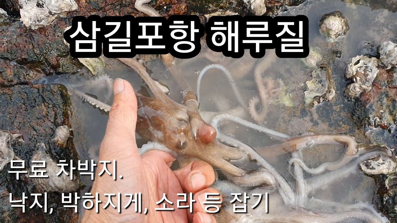삼길포항에서 무료 노지차박하면서 해루질 |소라잡기 |낙지잡기 등