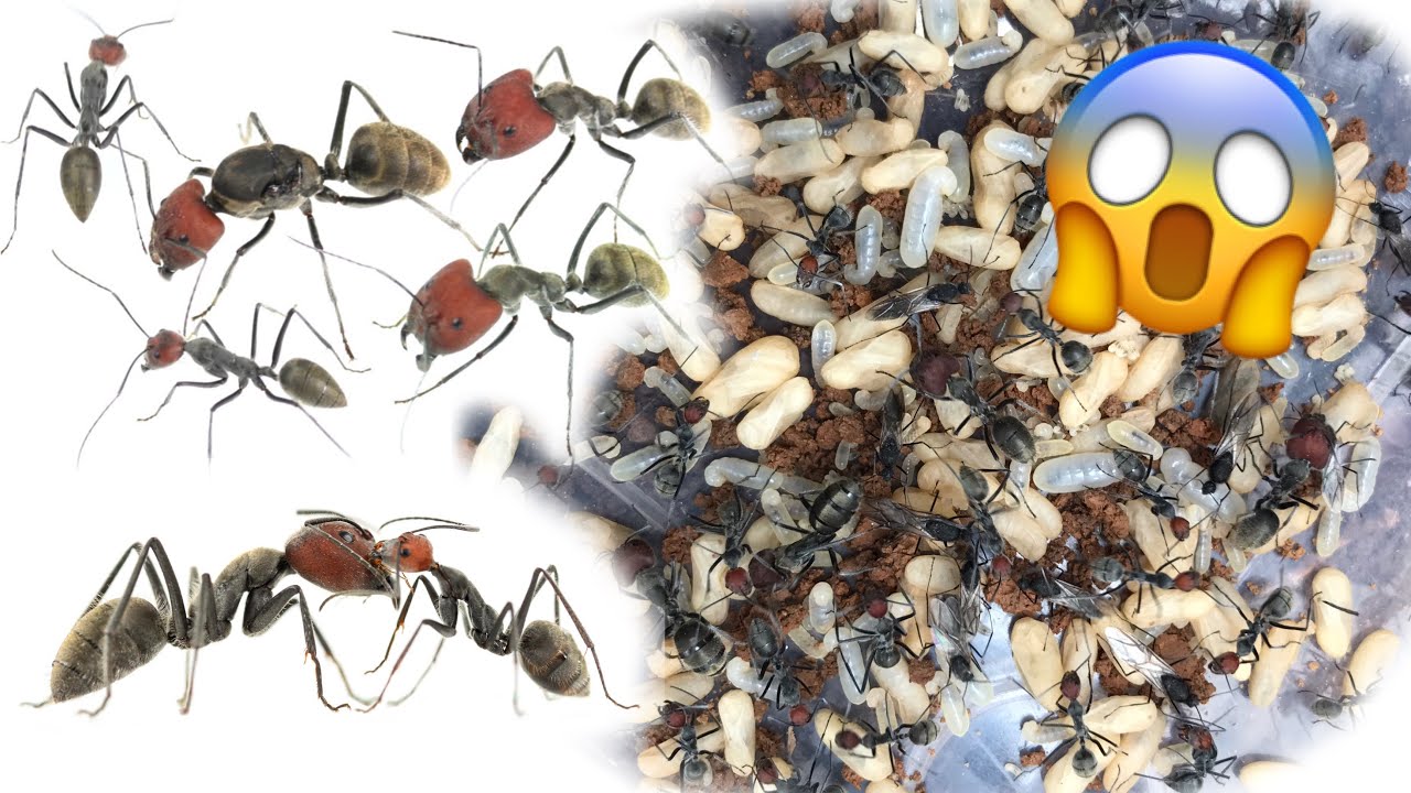 My Process Of Catching A Camponotus Singularis Ant Nest.