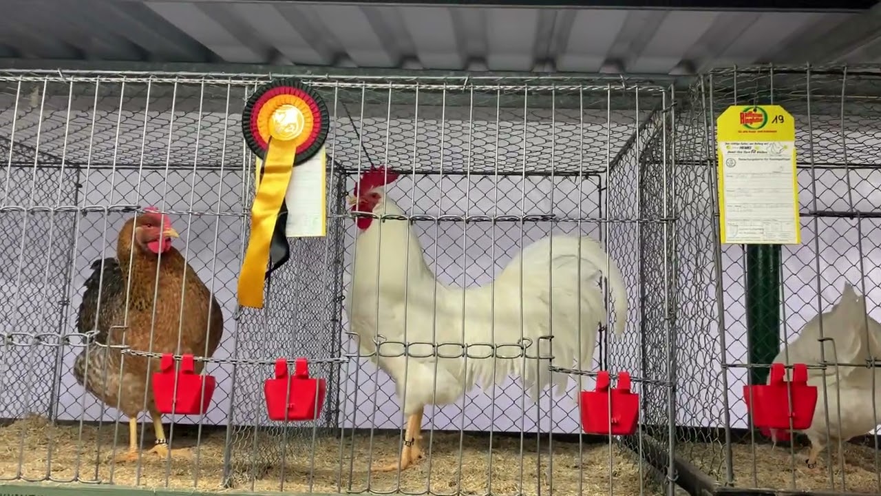 Amrocks,Amerikanische Leghorn,Bielefelder Kennhuhn .Амрокс,Билифельдер ,Американский Легорн