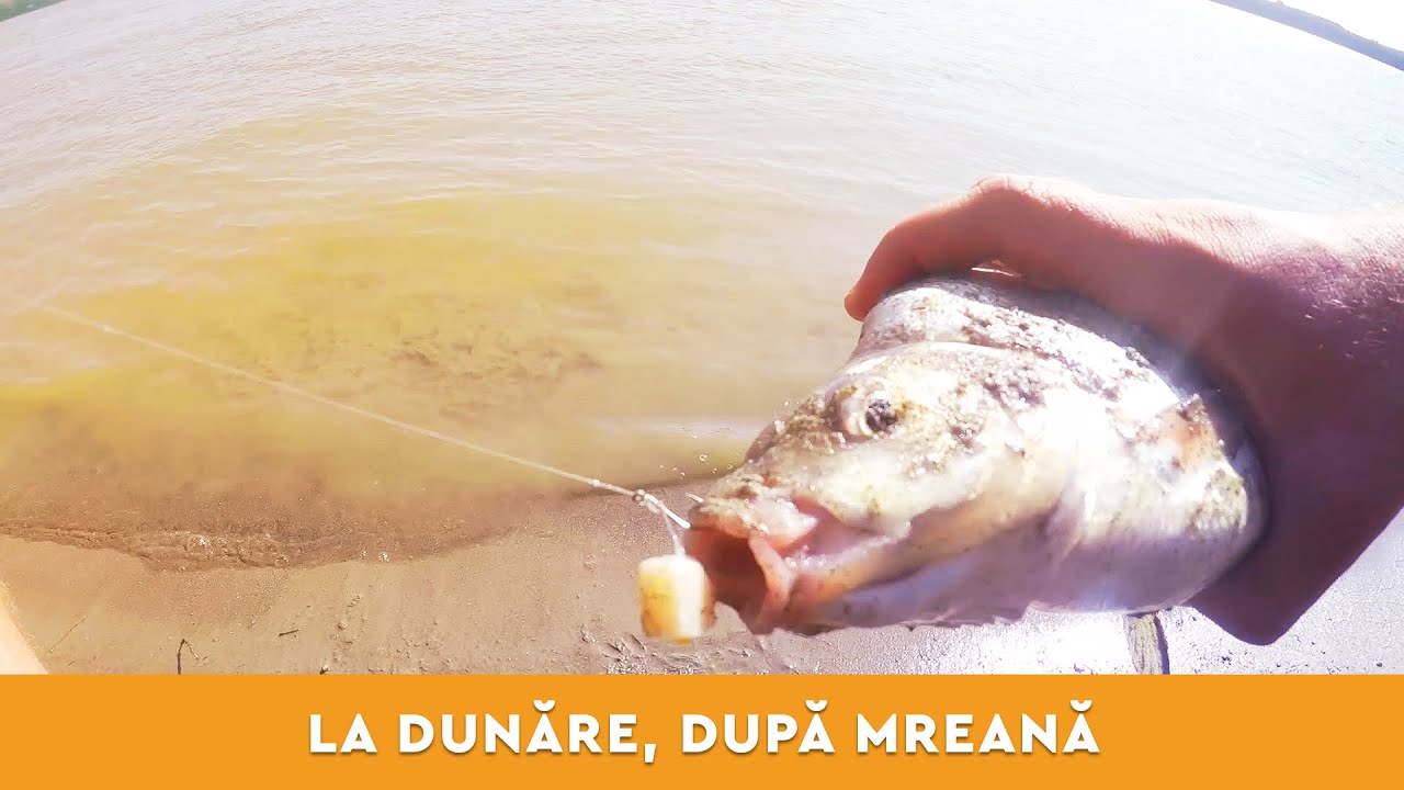 Pescuit la mreana, platica la parmezan, un pescuit dificil la feeder pe Dunare!