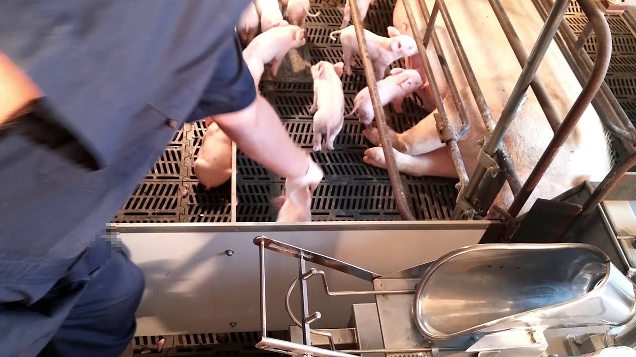 Pulse Right-Start Piglet Care