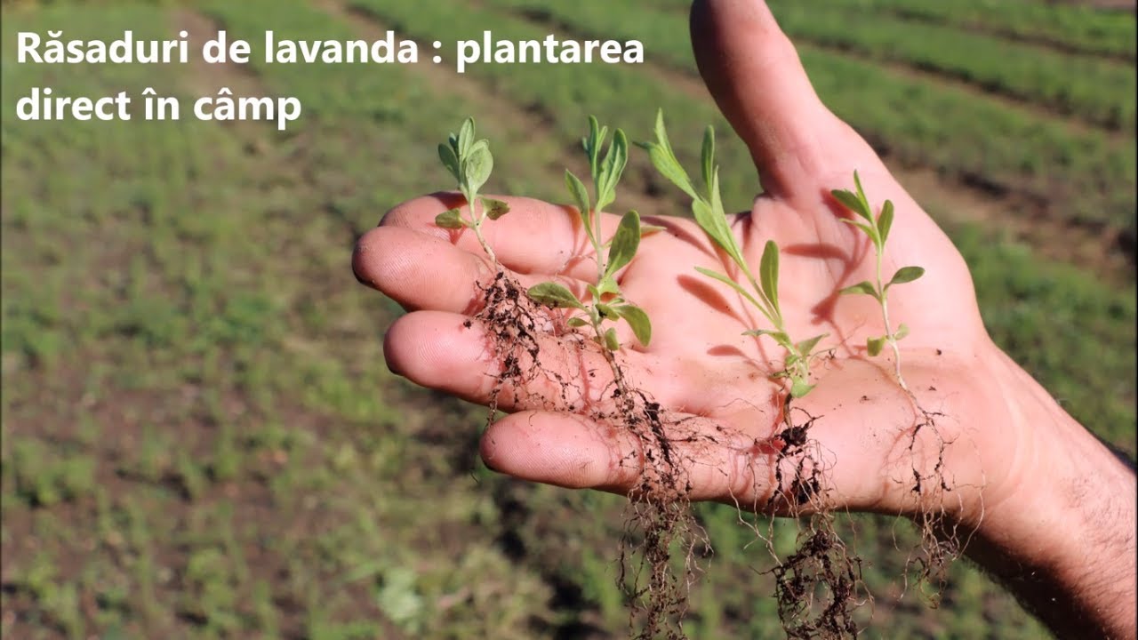 Rasaduri de lavanda - plantarea direct in camp