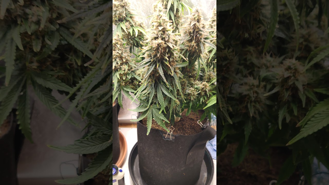 Royal Queen Seeds..Royal Dwarf Auto. Day 80. Big Auto buds. Chunky nugs.