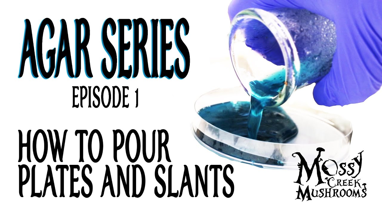 🍄Liquid Mushroom Culture [Agar Series - Episode 2]🍄 How to pour agar plates and slants