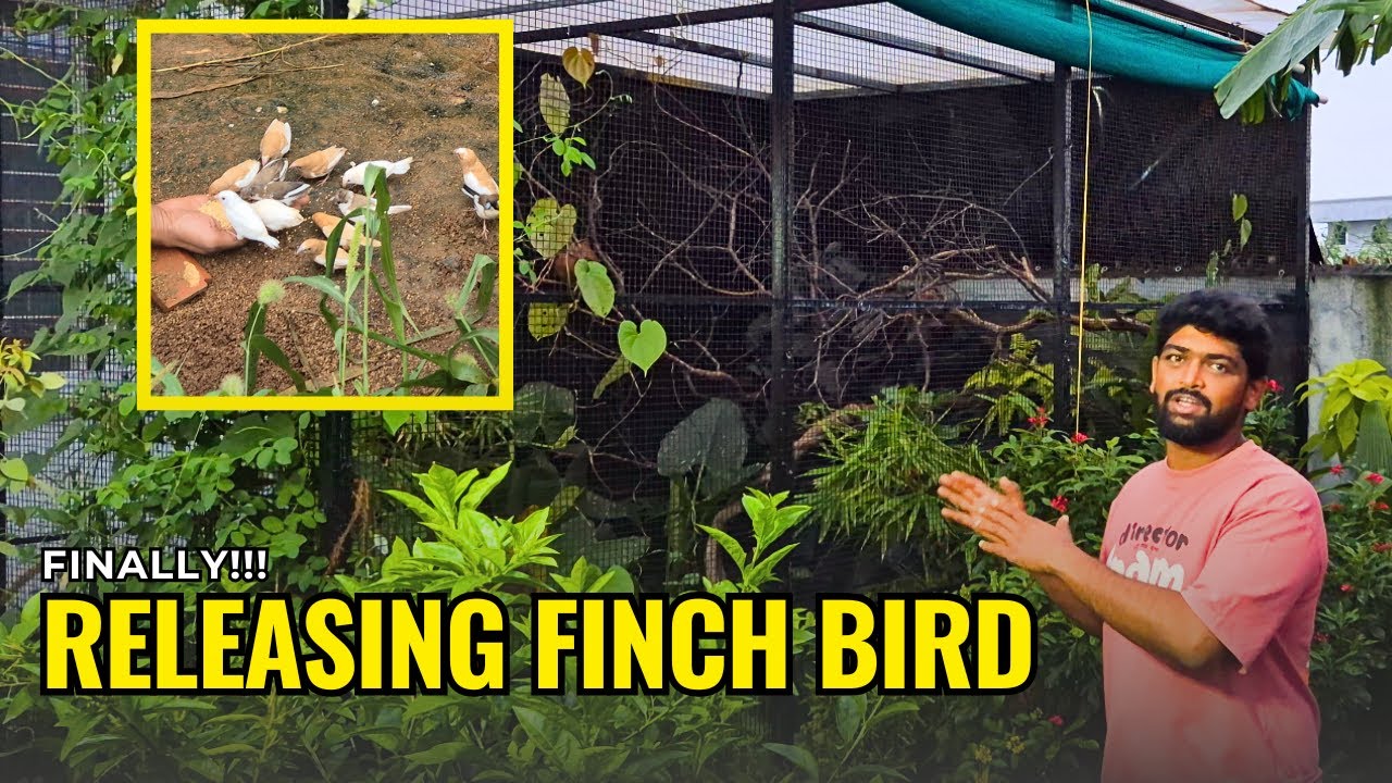 🌈 Colorful Finches Flying Free in My Aviary 🐦