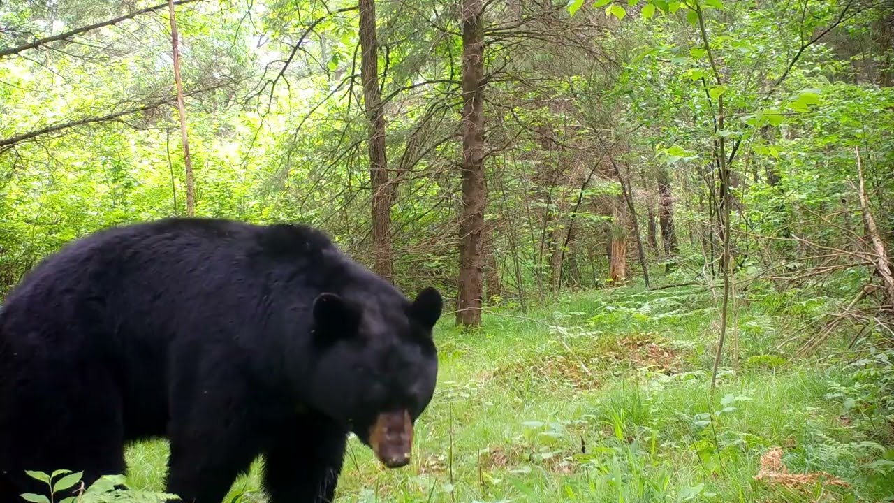 Mitten Trail Cams Ep. 18: A Trail Through the Forest.