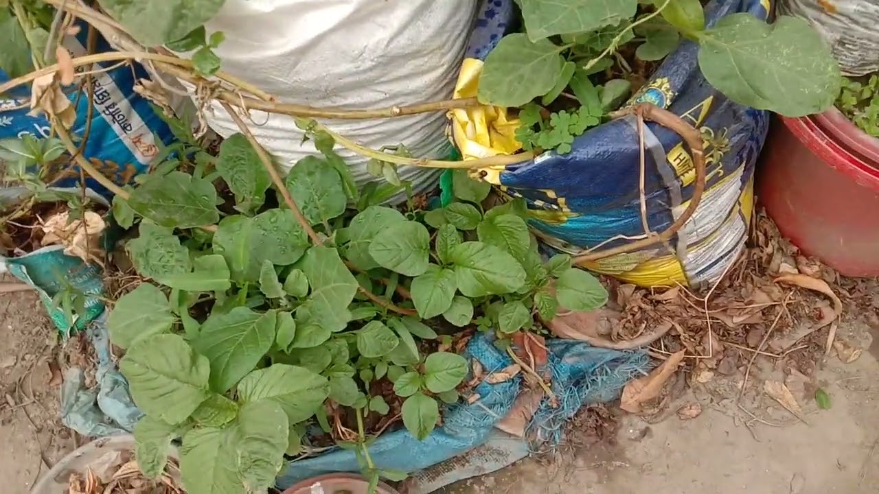 ঝিঙে,শশা,পুইশাক,কচশাক,লাউশাক,ডাটাশাক,কুমরোশাক,টমেটো,বেগুন,লেবু,ডালিম সব ছাদ বাগানে হয়েছে।