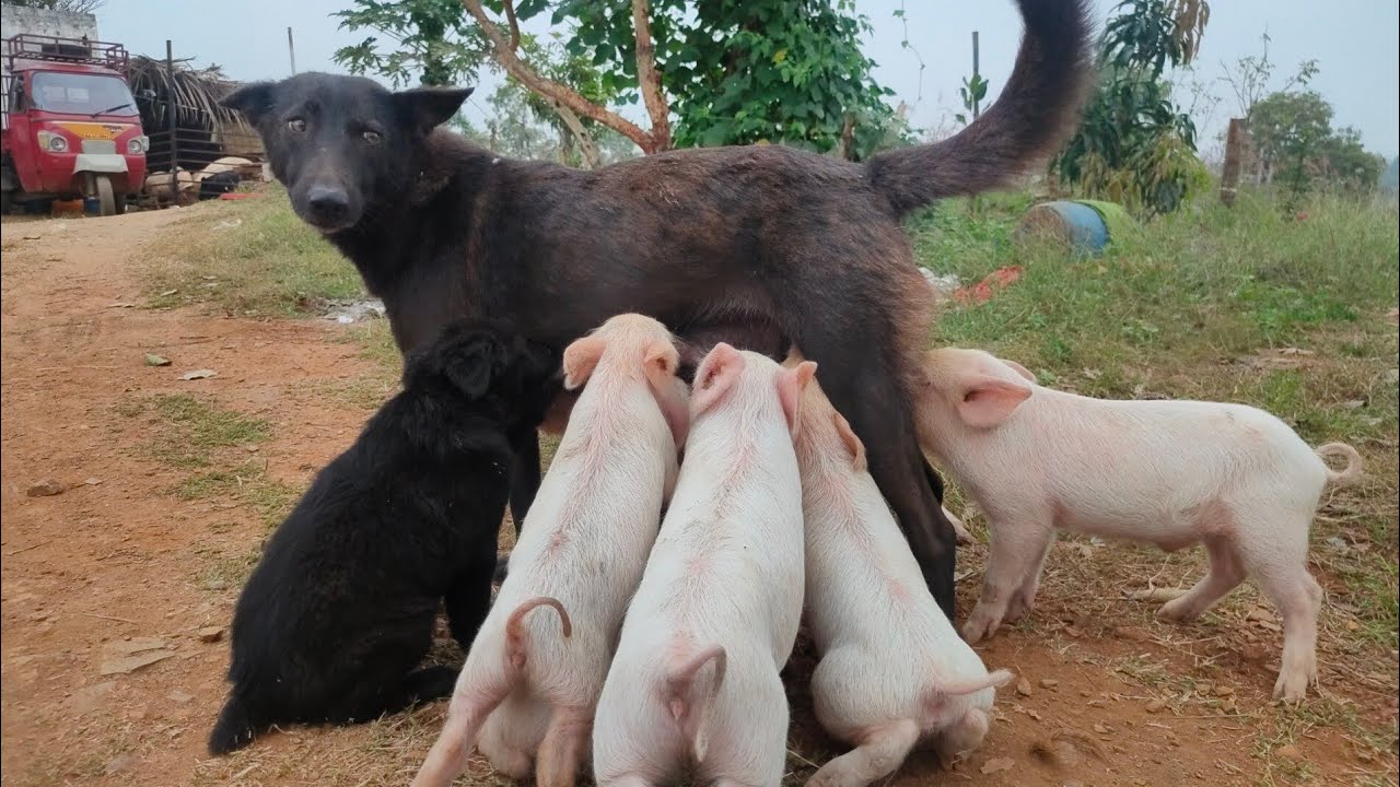 dog feeding baby pig's pig farming nagamangala 🐕 🐖 ತಾಯಿಲ್ಲದ ಹಂದಿ ಮರಿಗಳಿಗೆ ತಾಯಿಯಾದ ಸಾಕುನಾಯಿ