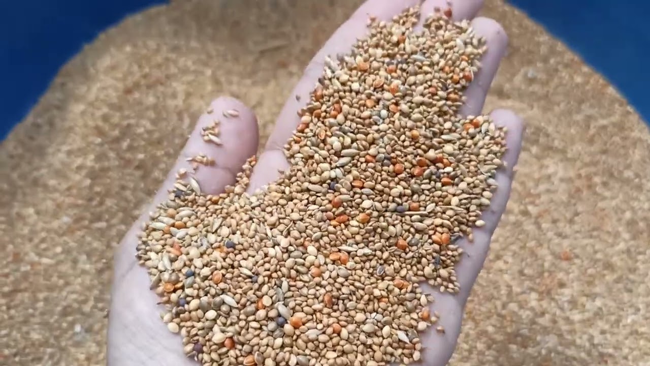 Diamond dove seed mixed(ডায়মন্ড ডোভ)