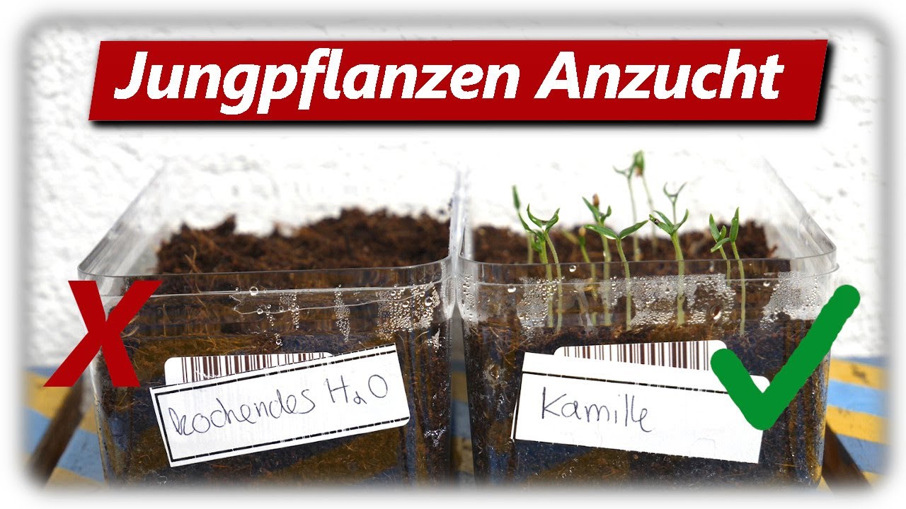 Wie keimen Samen am besten? | Auss&auml;en mit Kamillen Tee & kochendem Wasser