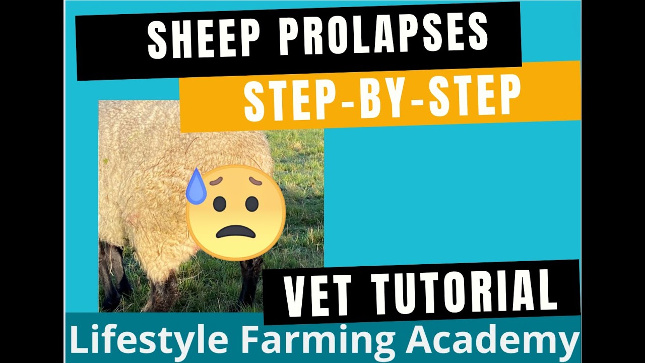 How a ewe prolapses: STEP-BY-STEP