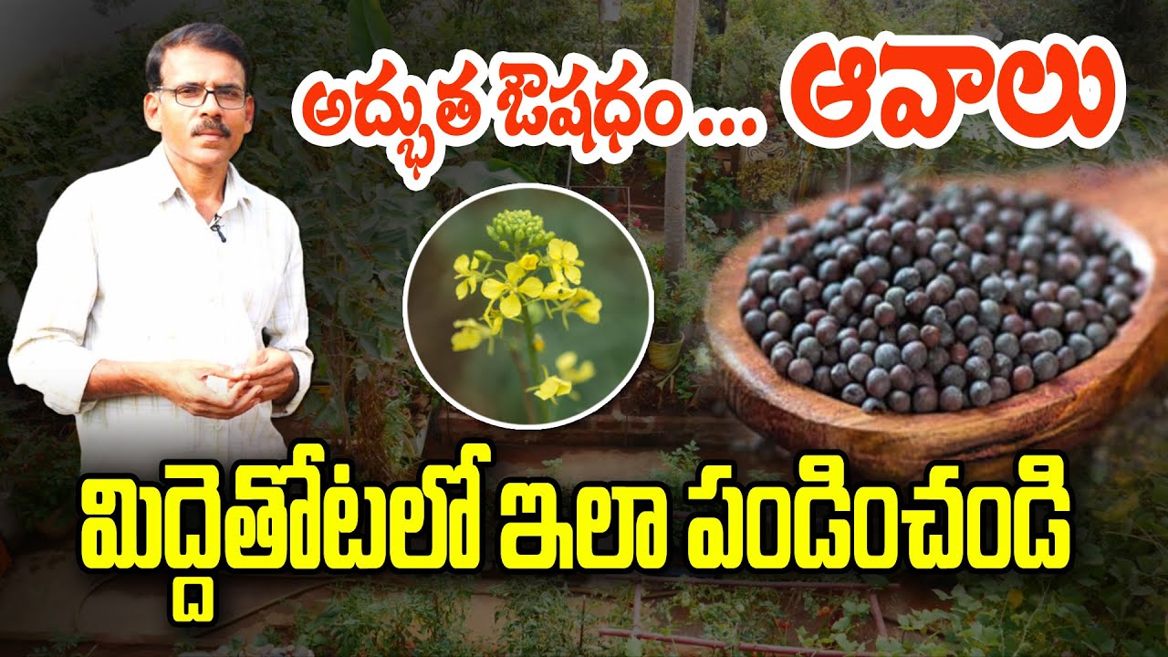 మిద్దెతోటలో ఆవాల సాగు | Mustard Seeds in Terrace Garden | Raghotham Reddy