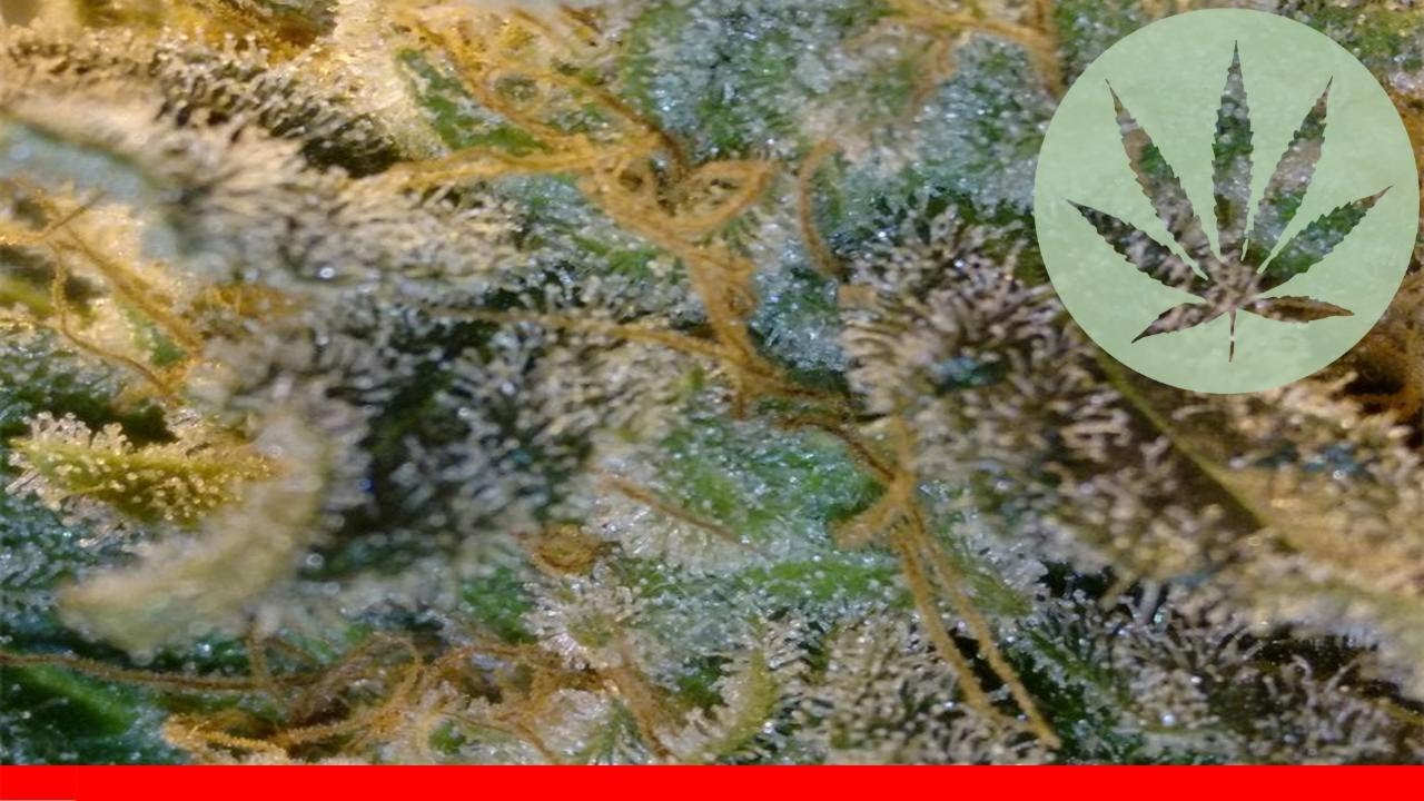Silver Pearl - All About This Strain